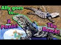 An Adventure with our Tegu, Ally!