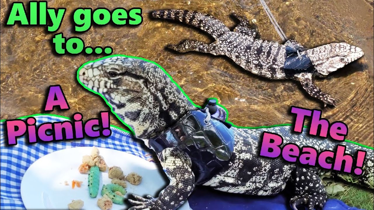 Приключение с нашим Тегу, Элли!