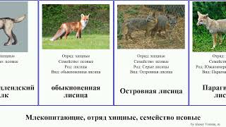 Млекопитающие, отряд хищные, семейство псовые Carnivora order Carnivora family Canidae волк лисица