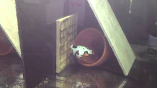 Picasso clownfish spawning