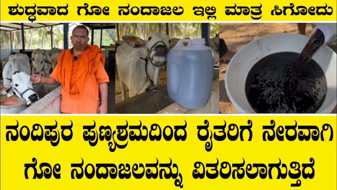 ನಂದಿಪುರ ಪುಣ್ಯಶ್ರಮದಿಂದ ರೈತರಿಗೆ ನೇರವಾಗಿ ಗೋ ನಂದಾಜಲವನ್ನು ವಿತರಿಸಲಾಗುತ್ತಿದೆ||Gonadajala for farmers