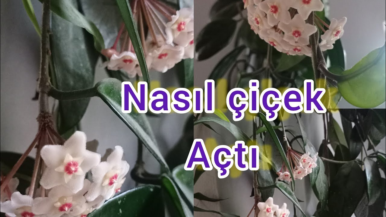 MUM ÇİÇEĞİ, HARİKA BİR GÖRÜNTÜ. NASIL ÇİÇEK AÇTI