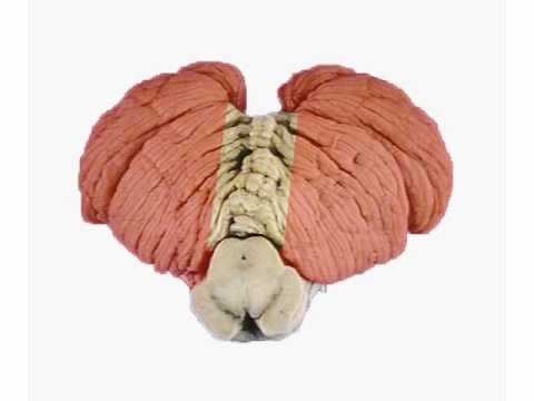 Coordination Exam : Cerebrocerebellum