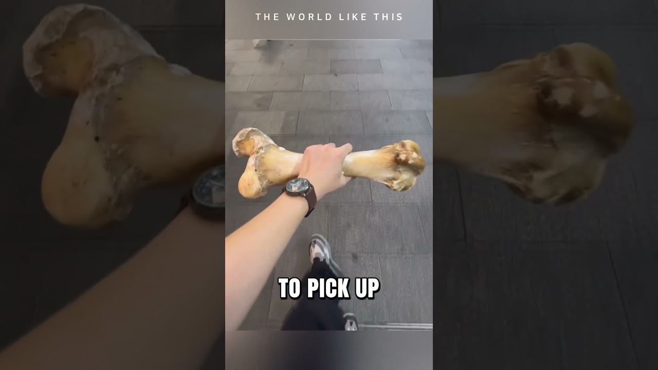 Gift for My Dog