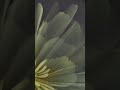Delicate Resin 3d Bloom - hit the link for full video if interested #resinart #resinaddict
