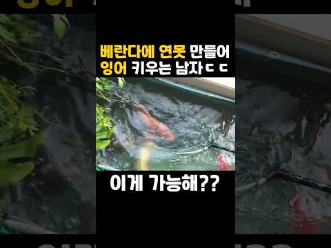 베란다에서 <strong>잉어</strong> 키우기 가능?? #shorts