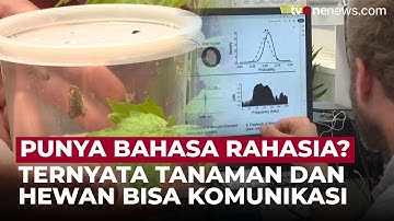 Terungkap! Tumbuhan dan Serangga Ternyata Bisa Saling Komunikasi! | OneNews Update