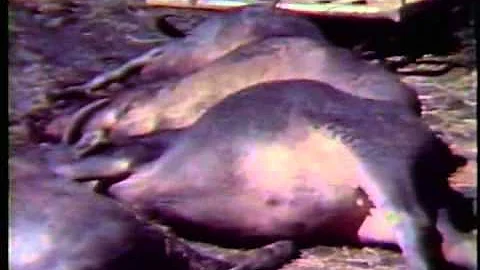 The Great Australian Buffalo Hunt Part 2