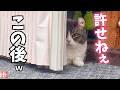 怒りが収まらず睨んでくる猫が怖すぎるので、許してもらおうとした結果…w