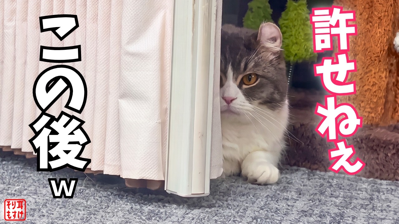 怒りが収まらず睨んでくる猫が怖すぎるので、許してもらおうとした結果…w
