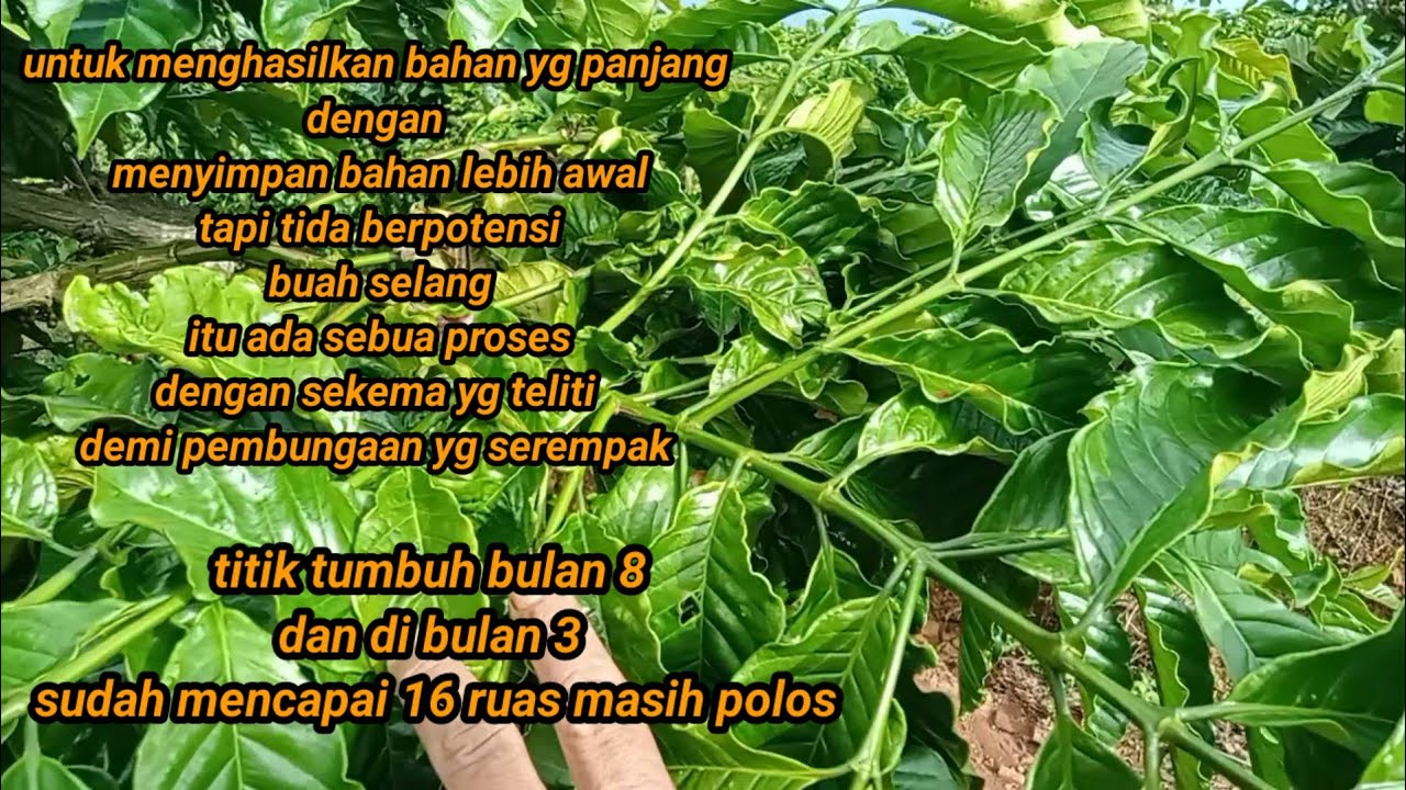 melihat bahan yang titik tumbuh bulan 8 dan bulan 11 untuk MDPL 500 kebawah