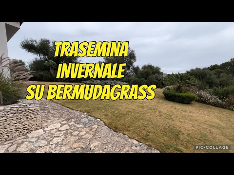 Winter overseeding on Bermudagrass - perennial ryegrass - blue overseeding
