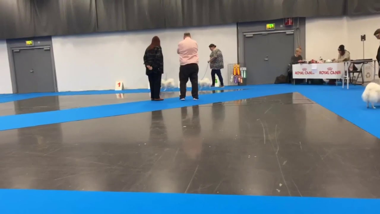 My Dog 3/1-2020 juniorklass