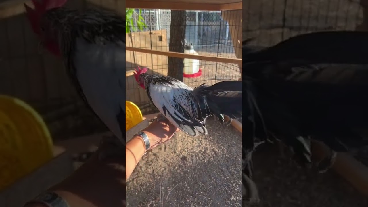 My New Silver quail azteca bantams