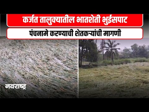 Karjat | पावसामुळे कर्जत तालुक्यातील भातशेती भुईसपाट ।  शेतकरी हवालदील ।