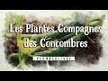 Les plantes compagnes du concombre