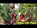 Apple Farms in Shimla | High Density Apple Plantation