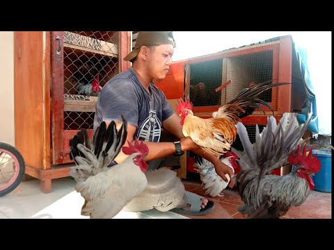 Ayam Kate Asli