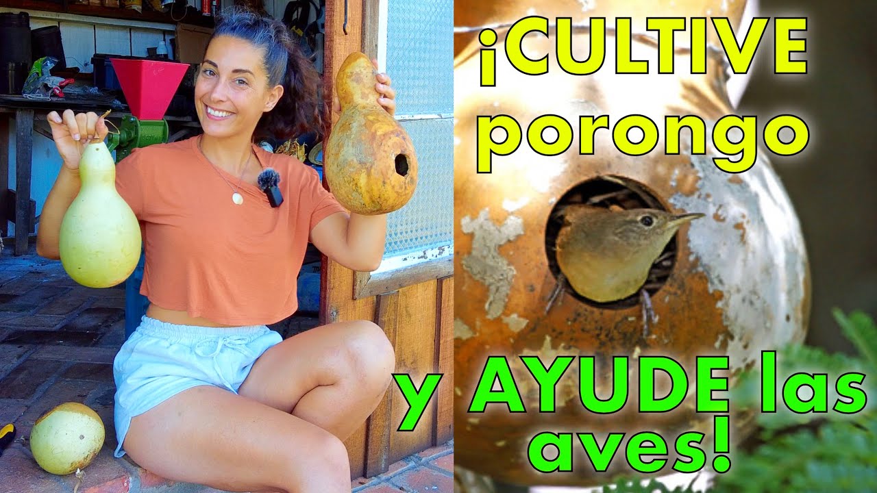 CULTIVO de PORONGO (Calabaza Peregrina) y construcción de NIDOS artificiales
