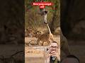 kera ini sangat usil kepada anak singa #animals #hewan