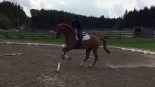 Herm flying change right to left