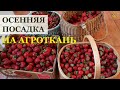 Осенняя посадка земляники на агроткань / Как правильно посадить землянику / Сердечко у земляники