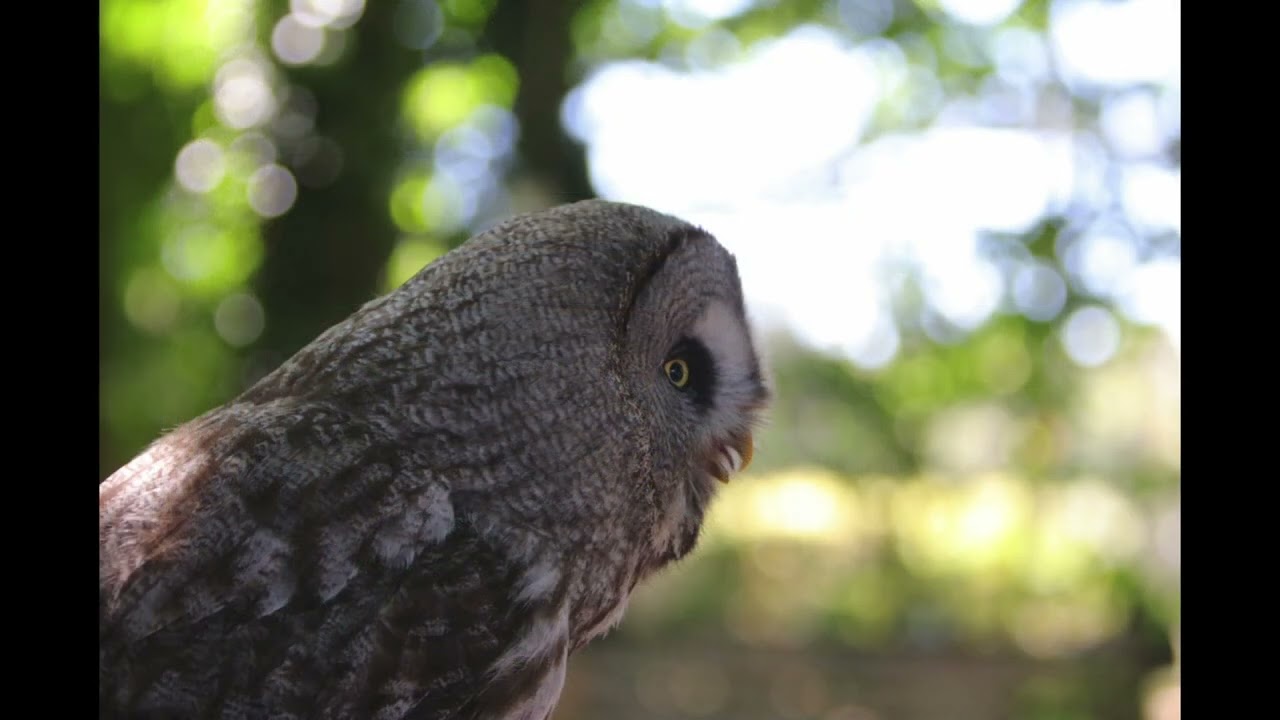 Great Grey Owl "Walter"