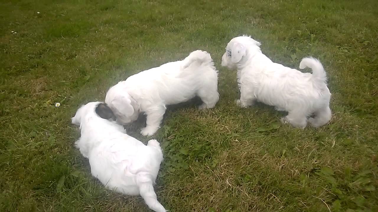 シーリハム テリアの性格 特徴 飼い方 ペットショップやブリーダーでの値段相場や里親募集も紹介 Mofmo シーリハム テリアの性格 特徴 飼い方 ペットショップやブリーダーでの値段相場や里親募集も紹介 Mofmo