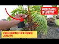 HARGA BONSAI KELAPA TERBARU JUNI 2021