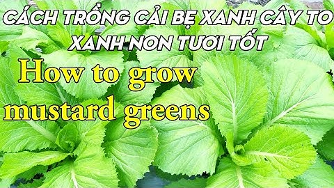 Cách trồng cải bẹ xanh / how to grow mustard greens