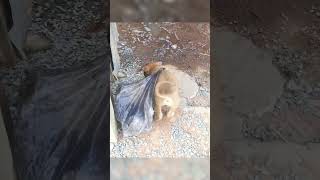 Satisfying Of Dog Cleaning #Viral #Amazing #Respect
