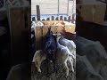 кормушка для коз