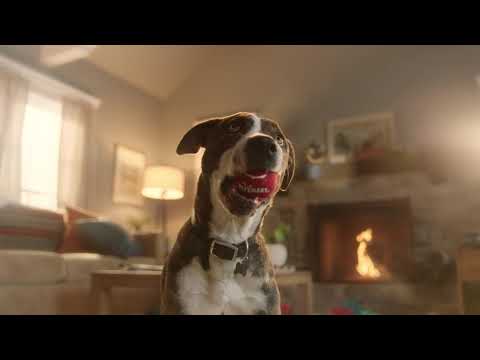 Video: PetSmart Wil Dat Uw Hond Zich Een Weg Baant Naar Een Commercial