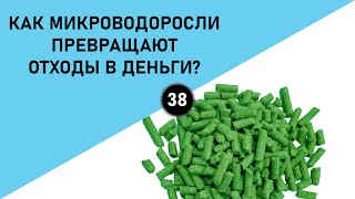 КАК МИКРОВОДОРОСЛИ ПРЕВРАЩАЮТ ОТХОДЫ В ДЕНЬГИ?