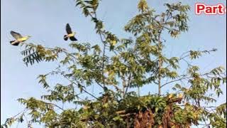 suara pikat burung punai ramai mau tidur