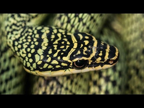 Video: Úžasný létající had