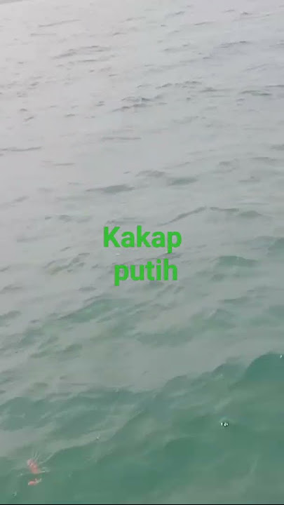 memancing di bagang rusak#baramundifishing