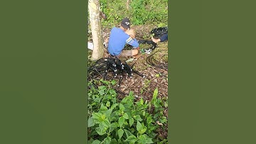 Béc T800 135 lít đuôi 10ly dùng tưới sầu riêng