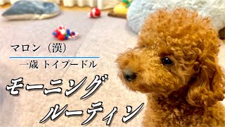 マロン 漢 モーニングルーティン トイプードル Youtube