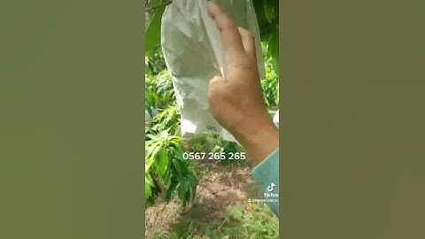 xoài cát hòa lộc