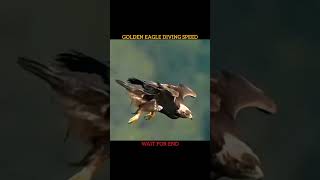 Falcon vs Eagle Diving Speed #falcon #eagle #trending #shorts
