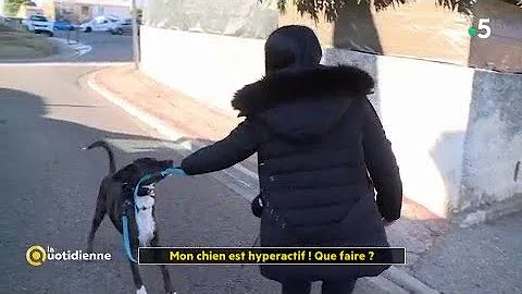 Comment gérer un chien hyperactif