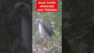 Ruak super jangkung tergoda suara mp3😁😁