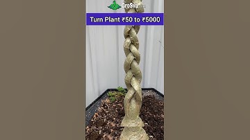 Amazing way to Grow Plant || Bonsai