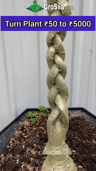Amazing way to Grow Plant || Bonsai