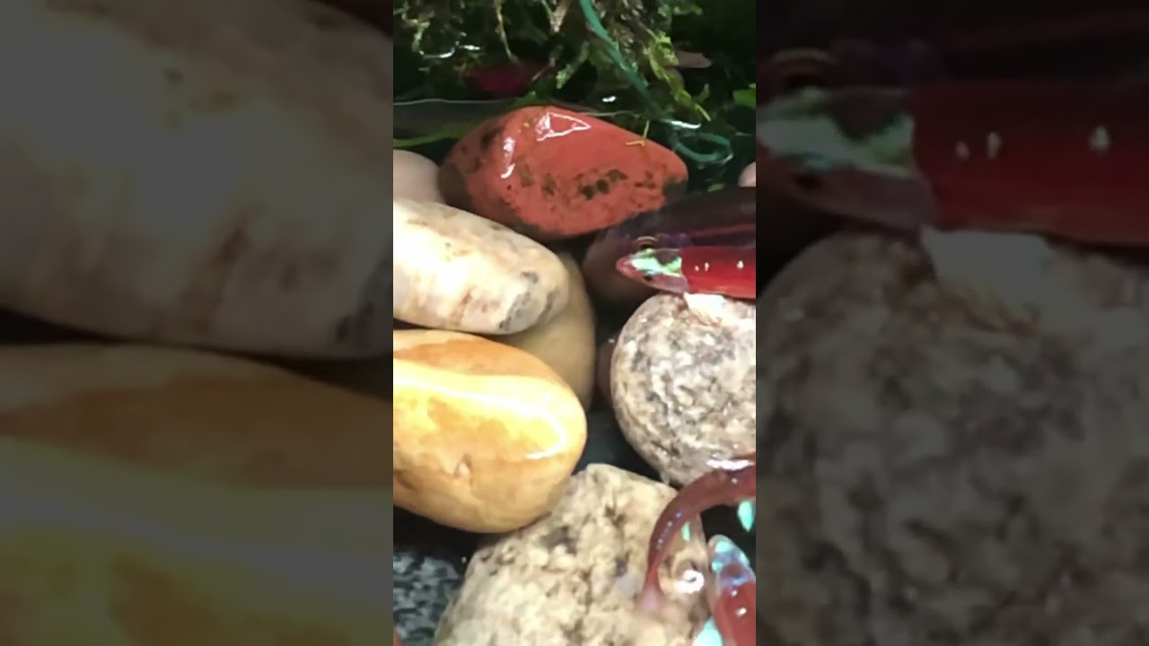 Notropis chrosomus spawning