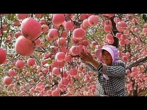 عندما يصل الابداع والجمال في عالم الزراعه لهذا الحد|مريح للبصر|Amazing Agriculture World
