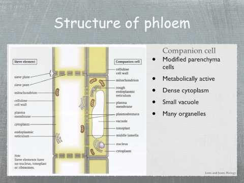 Video: Kwa nini phloem parenchyma haipo kwenye shina la monokoti?