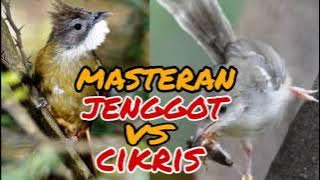 masteran ciblek kristal vs cucak jenggot jernih