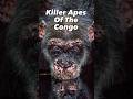 Killer Apes Of The Congo #apes #congo #shorts